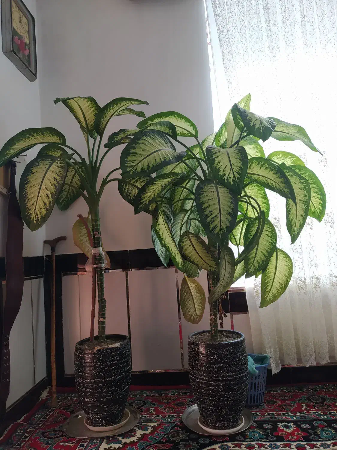 گل دیفن‌|گل و گیاه طبیعی|نهاوند, |دیوار