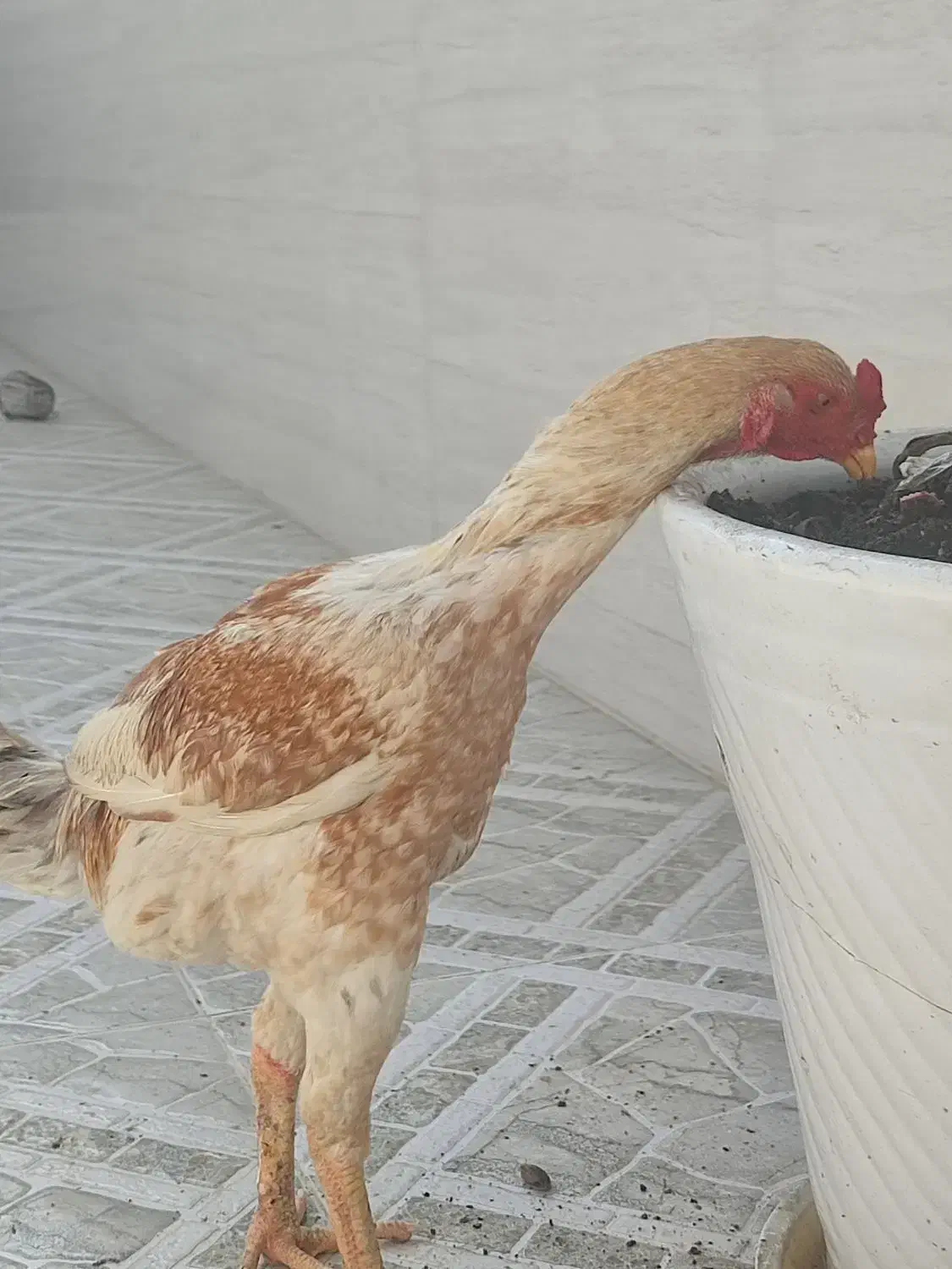 خروس لاری|حیوانات مزرعه|فراشبند, |دیوار