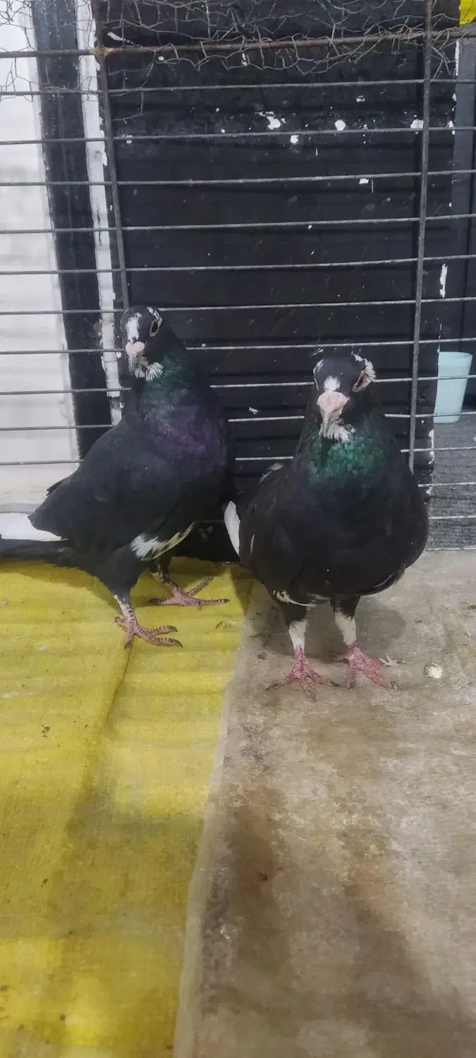 جفت پلنگ|پرنده|زرند, |دیوار