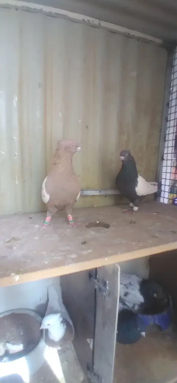 کفتر فروشی|پرنده|شیروان (خراسان), |دیوار