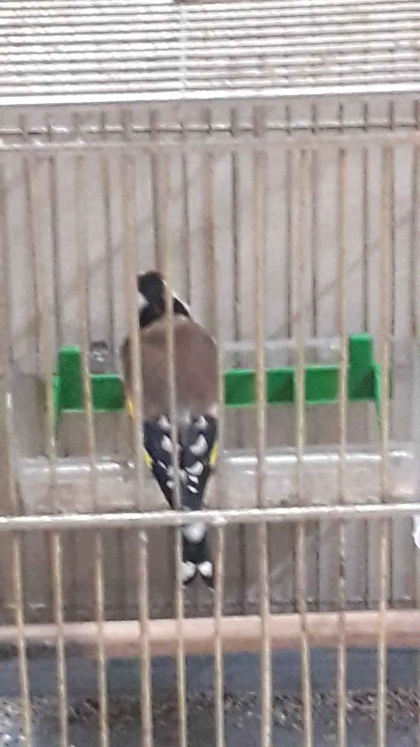 خروس|پرنده|زنجان, |دیوار