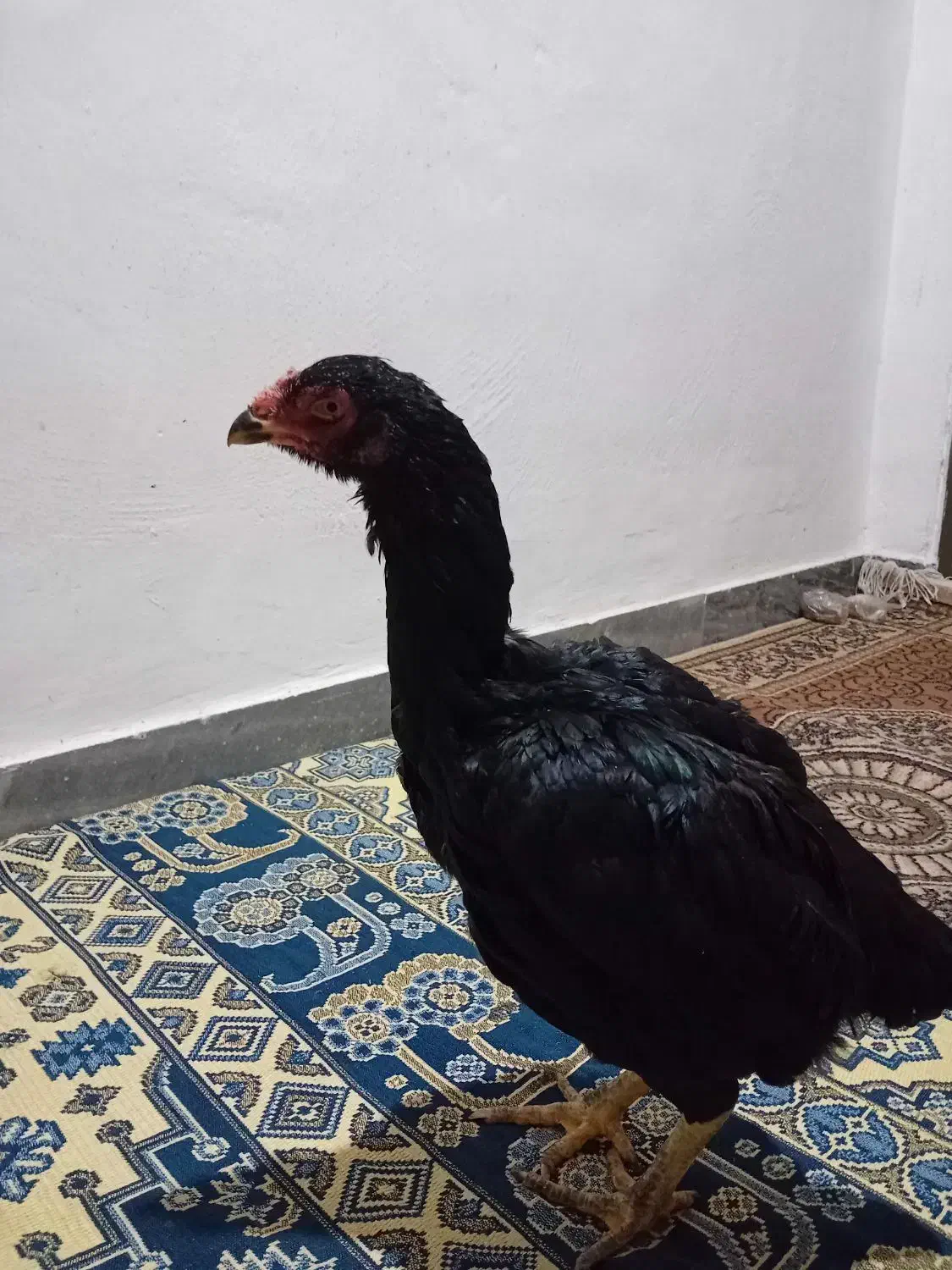 مرغ لاری مشکی و طوسی|حیوانات مزرعه|ساری, |دیوار