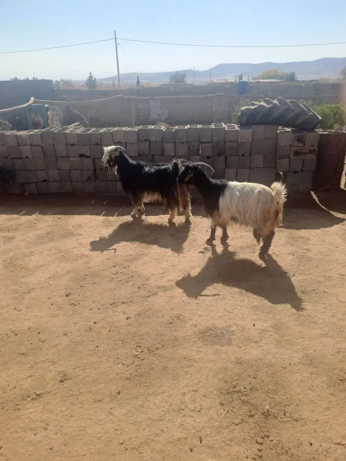 بز شهرکردی|حیوانات مزرعه|بانش, |دیوار