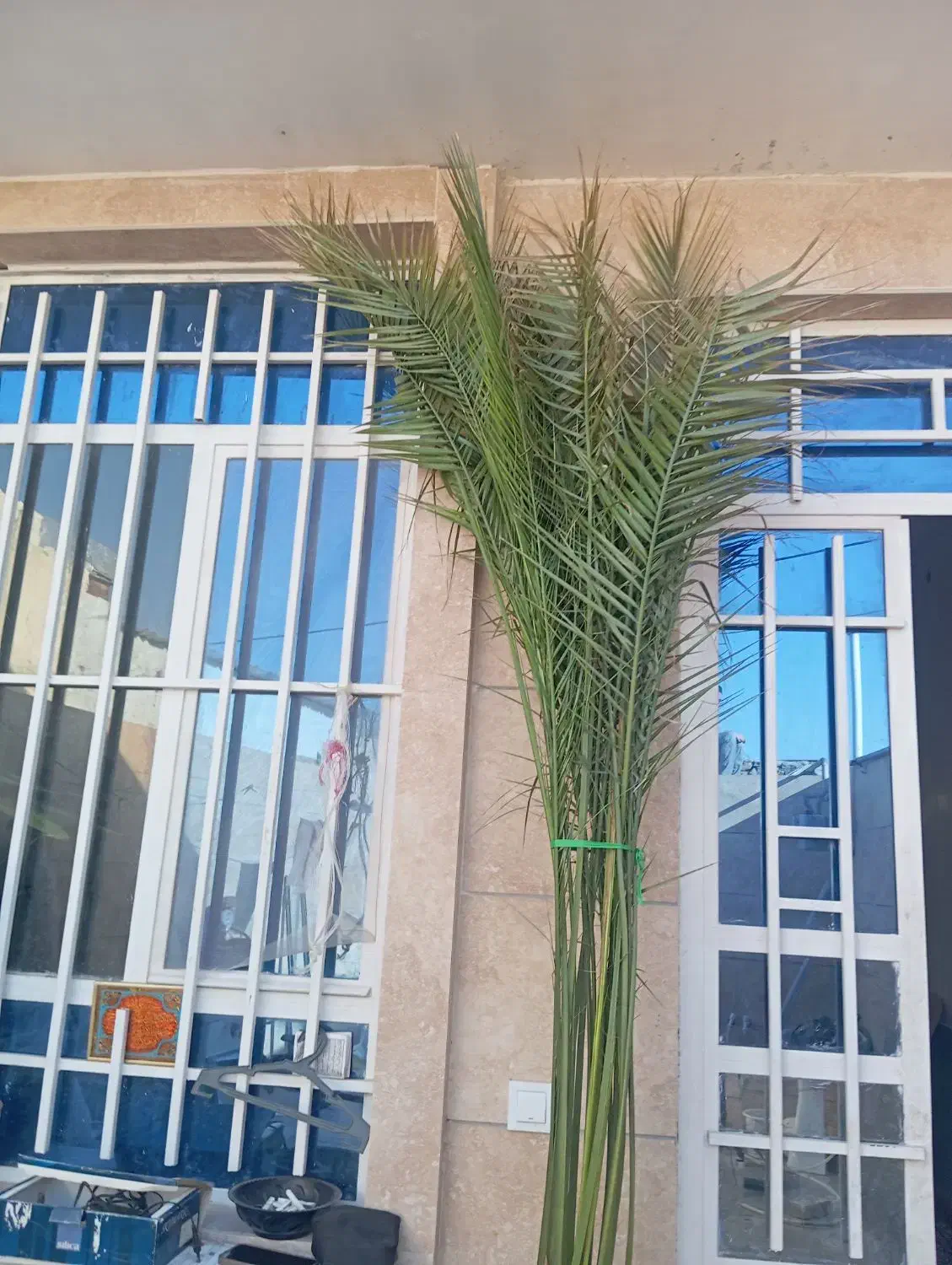 گل نخل خیلی بزرگه|گل و گیاه طبیعی|تربت‌حیدریه, ده پائین|دیوار