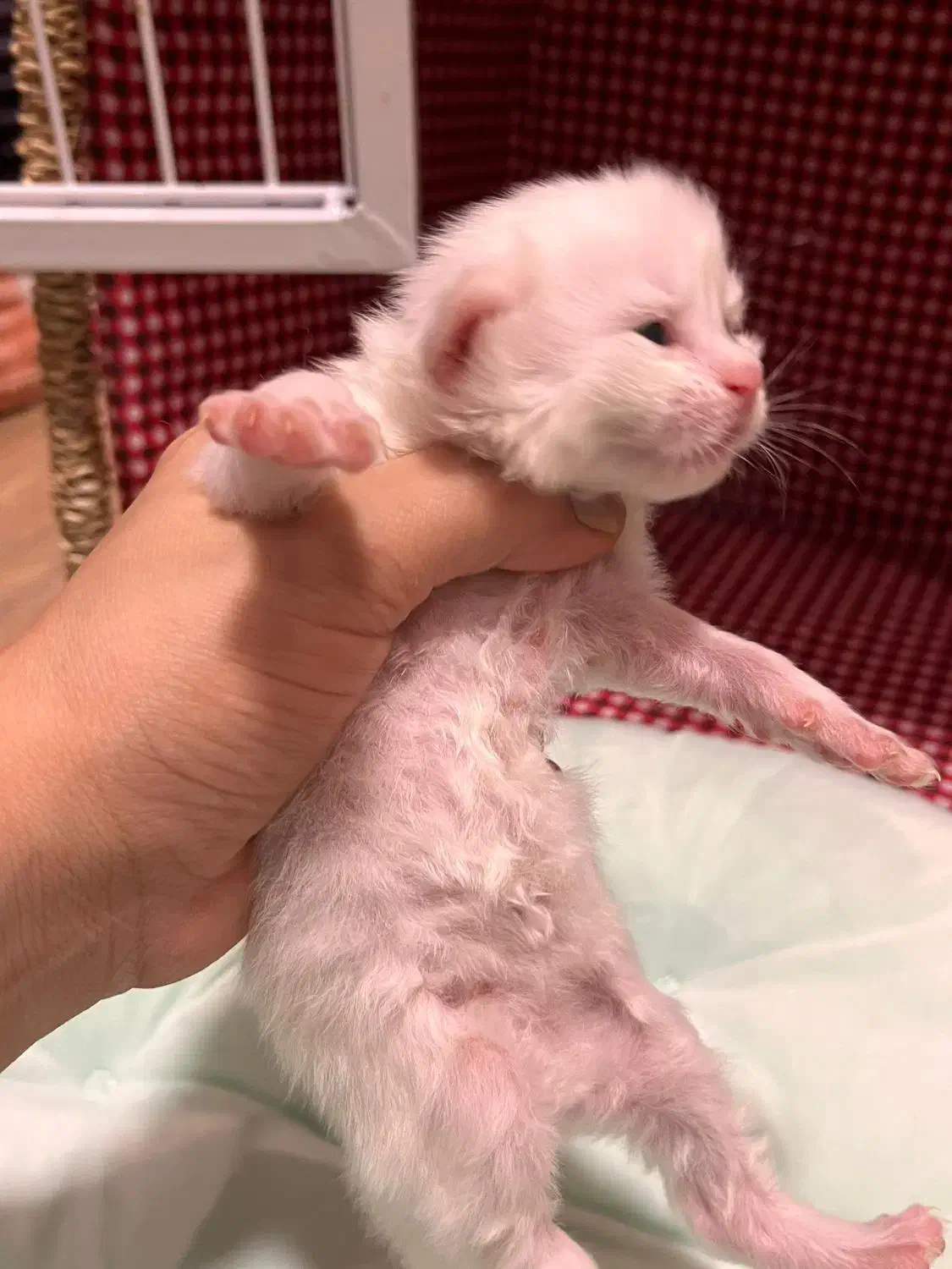 رزرو رزرو گربه بریتیش سفید|گربه|نوشهر, |دیوار