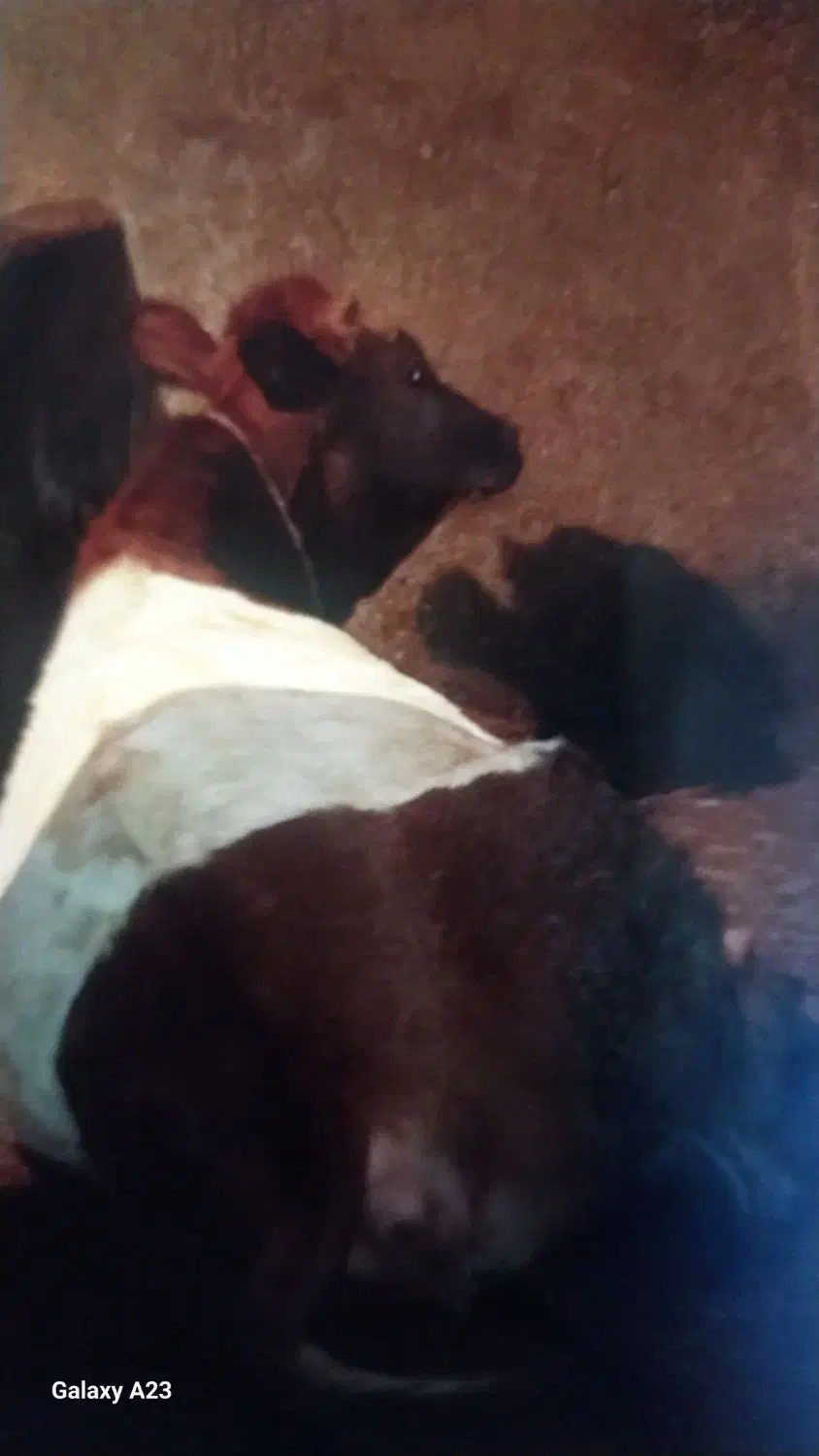 گاو با گوساله هاش|حیوانات مزرعه|اردبیل, |دیوار