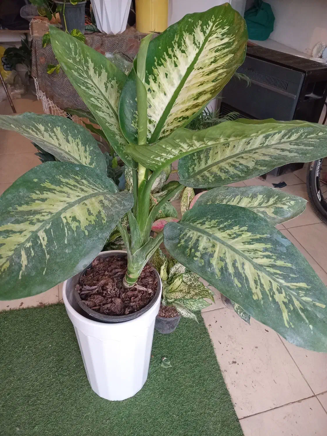 گل های طبیعی|گل و گیاه طبیعی|تالش, هشتپر|دیوار