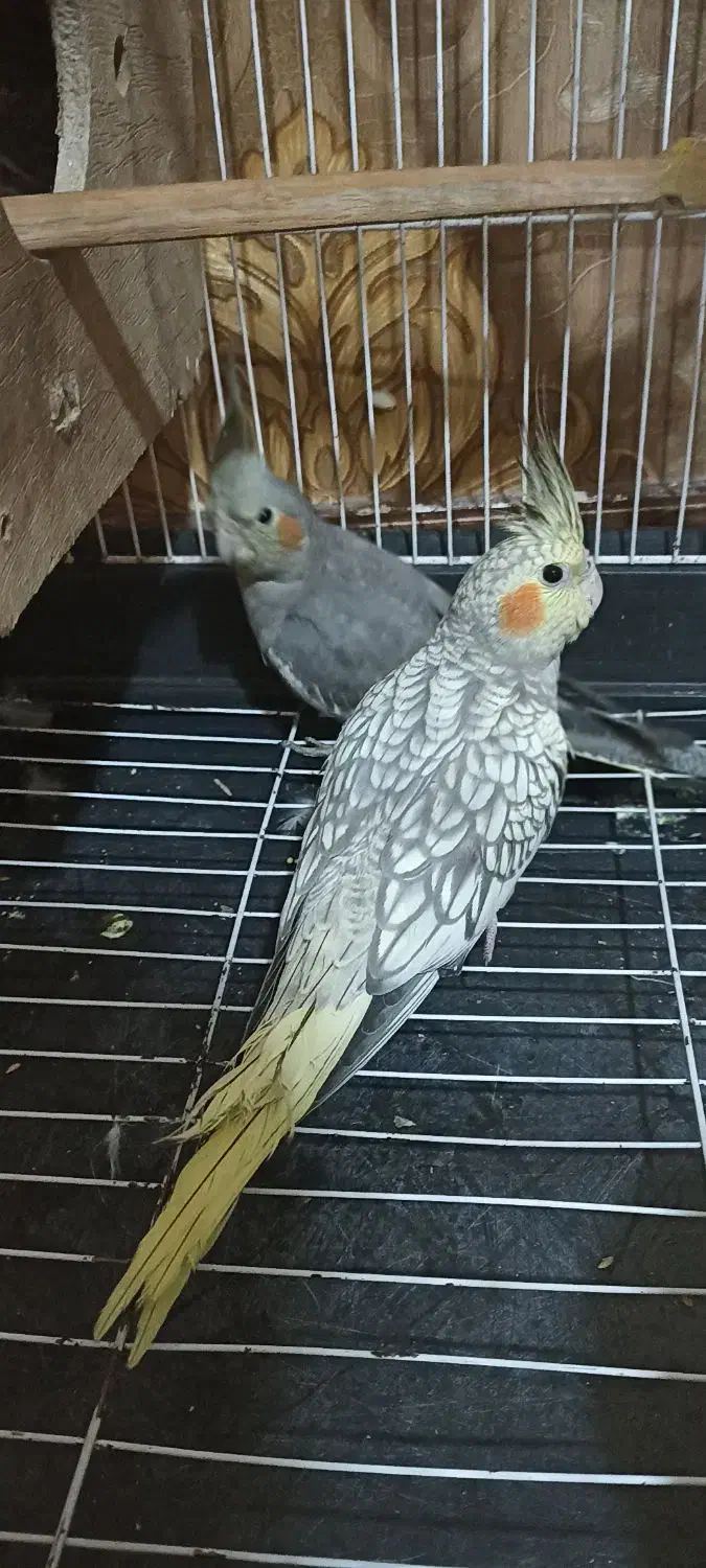 یک جفت عروس هلندی|پرنده|صباشهر, |دیوار