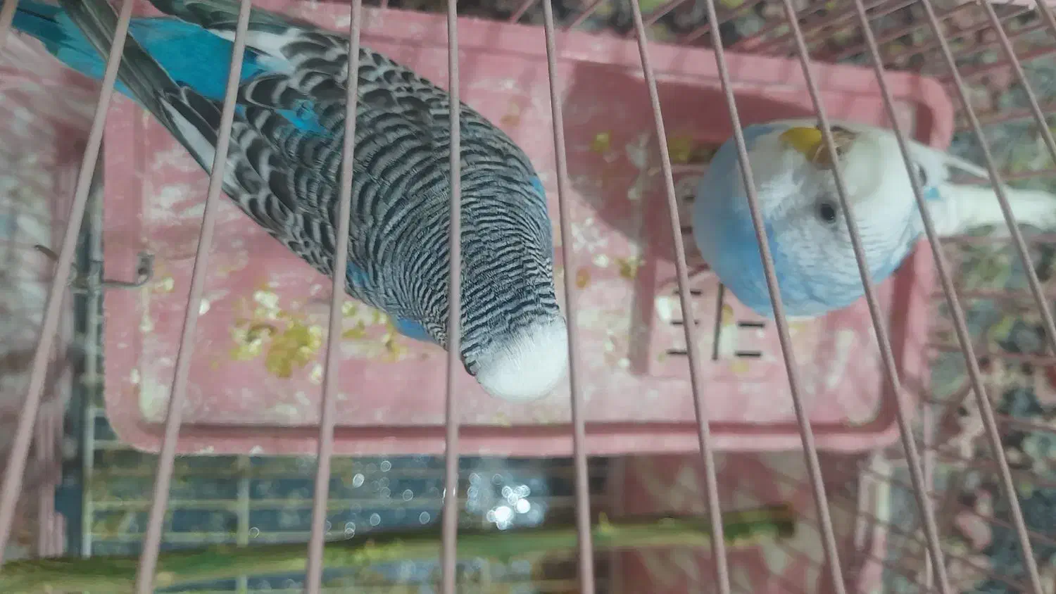 جفت مرغ عشق|پرنده|چترود, |دیوار