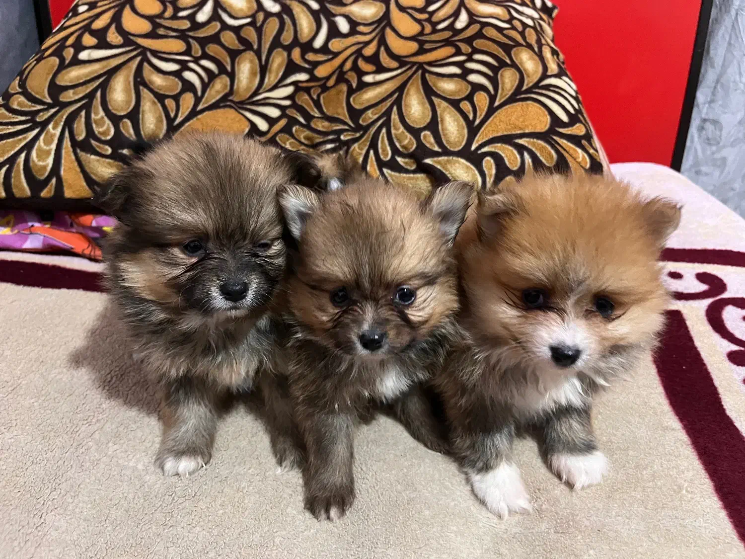 سگ پامر سایز صفر|سگ|شیراز, گود عربان|دیوار