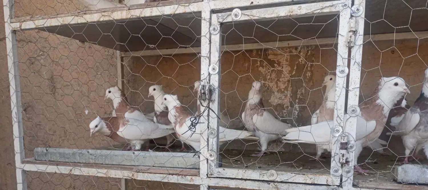 کبوتر طوقی پالخت نر و ماده اصیل|پرنده|فرخ‌شهر, |دیوار