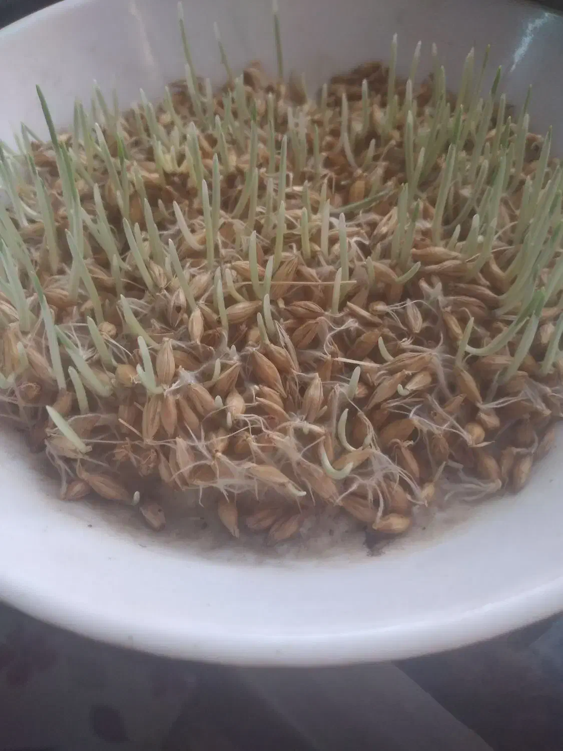 جوی بذری ال بی ۶پر سنواتی تست شده|گل و گیاه طبیعی|گنبد کاووس, |دیوار