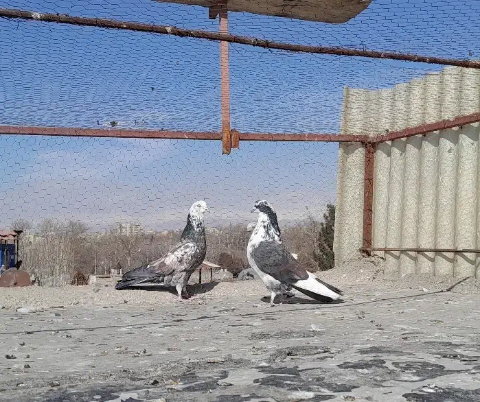 کفتر|پرنده|مشکیندشت, |دیوار