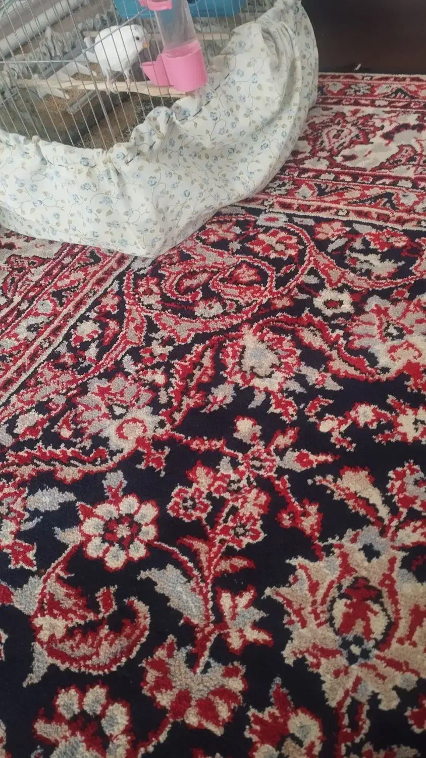 مرغ عشق نر|پرنده|سرپل ذهاب, |دیوار