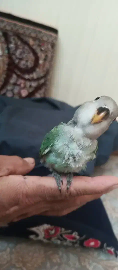 طوطی برزیلی|پرنده|ملارد, |دیوار