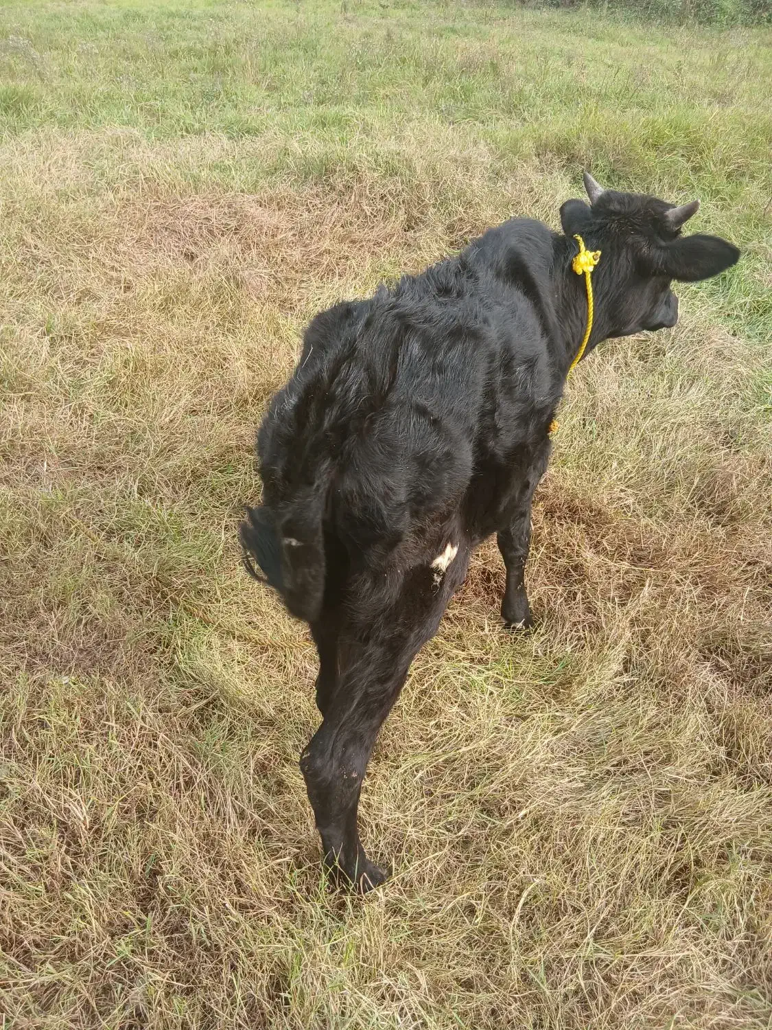 ورزا کوله|حیوانات مزرعه|سنگر, |دیوار