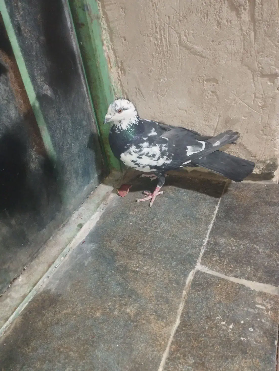 کبوترجوگی فروشی|پرنده|کورین, |دیوار