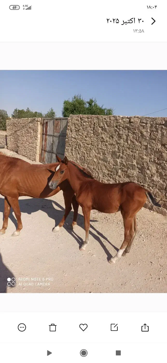 مادیون و کره عرب دم گیر|اسب و تجهیزات اسب‌سواری|مسجد سلیمان, |دیوار