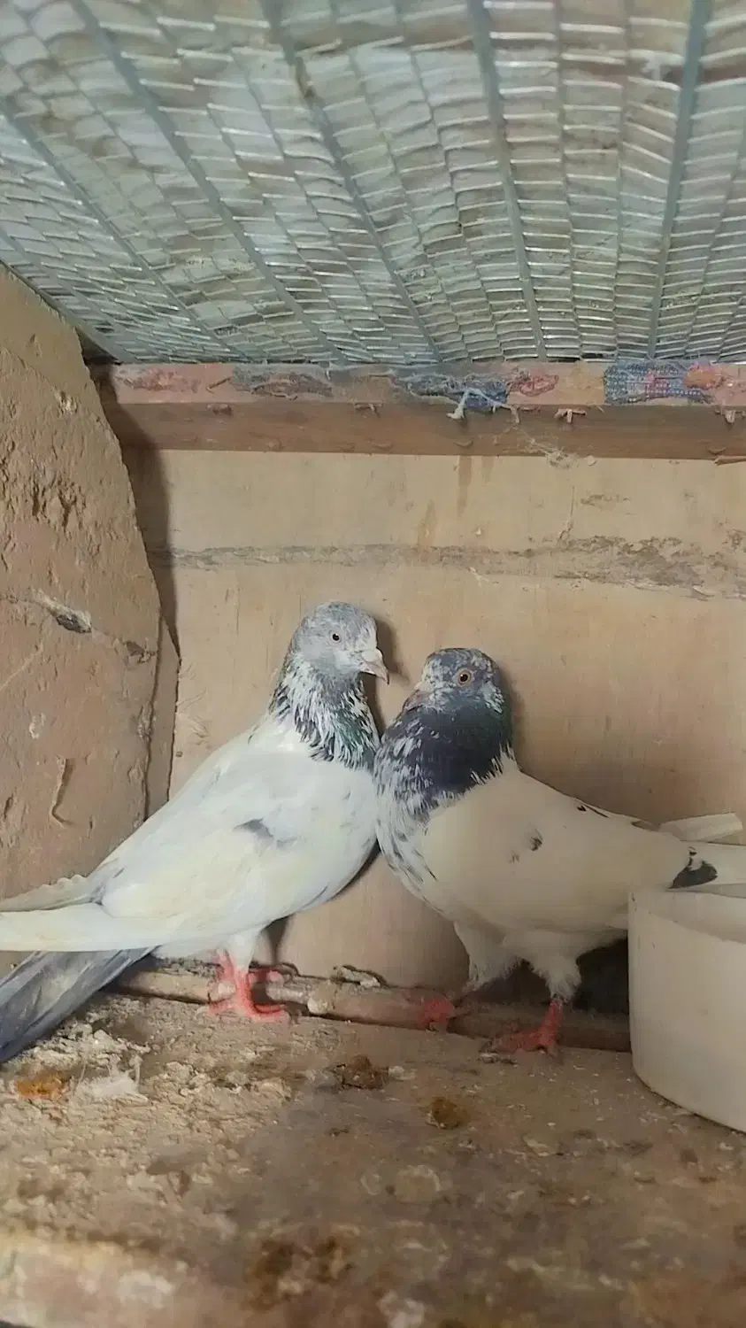 14عددکبوتر اس. عالی .|پرنده|قائم‌شهر, |دیوار