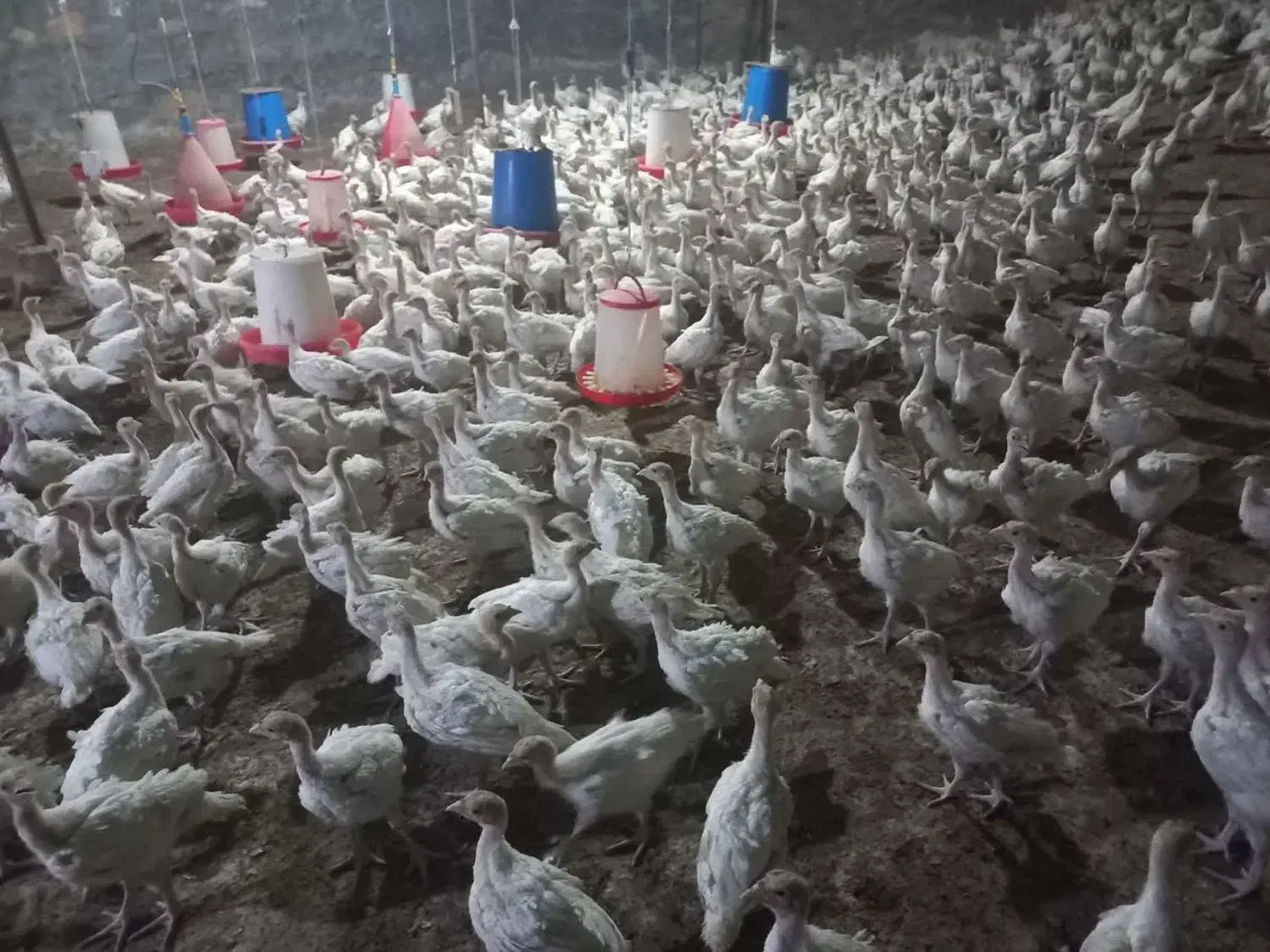 جوجه بوقلمون بیوتی یک کیلو به بالا (خانه طیور)|حیوانات مزرعه|زابل, |دیوار