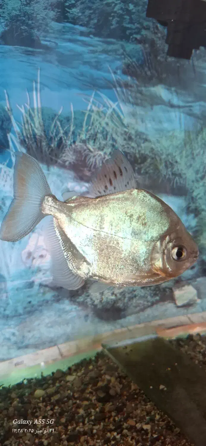 ۲تا ماهی دالر بزرگ|ماهی|بروجرد, |دیوار