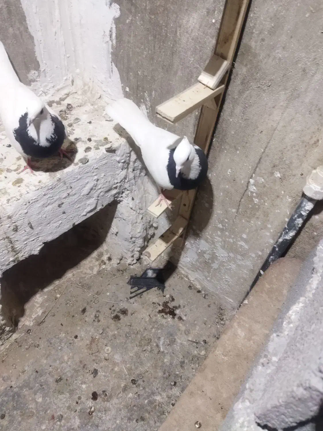 کبوتر طوقی|پرنده|شیروان (خراسان), |دیوار