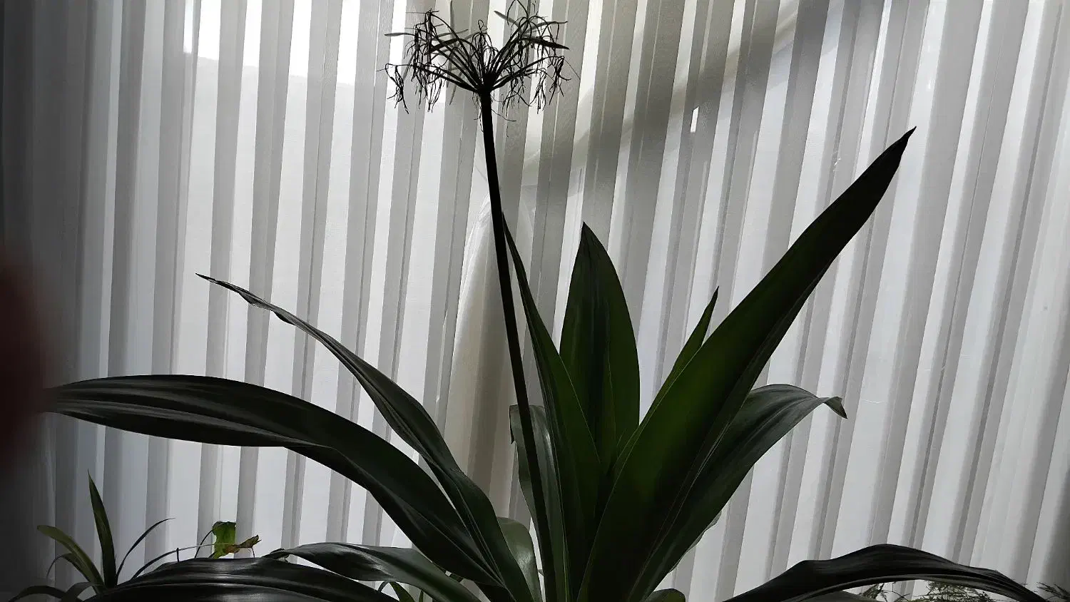 گل عنگبوتی|گل و گیاه طبیعی|شاندیز, |دیوار