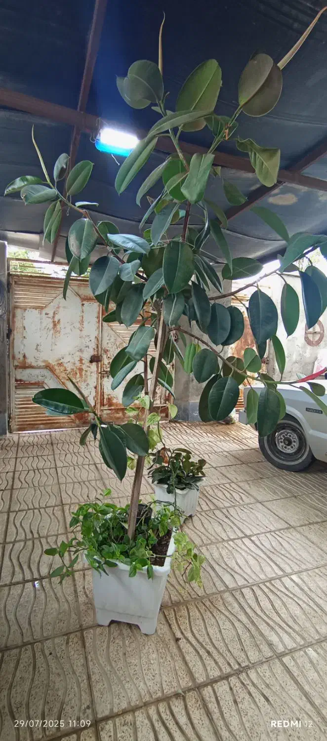 فیکوس|گل و گیاه طبیعی|اردبیل, |دیوار