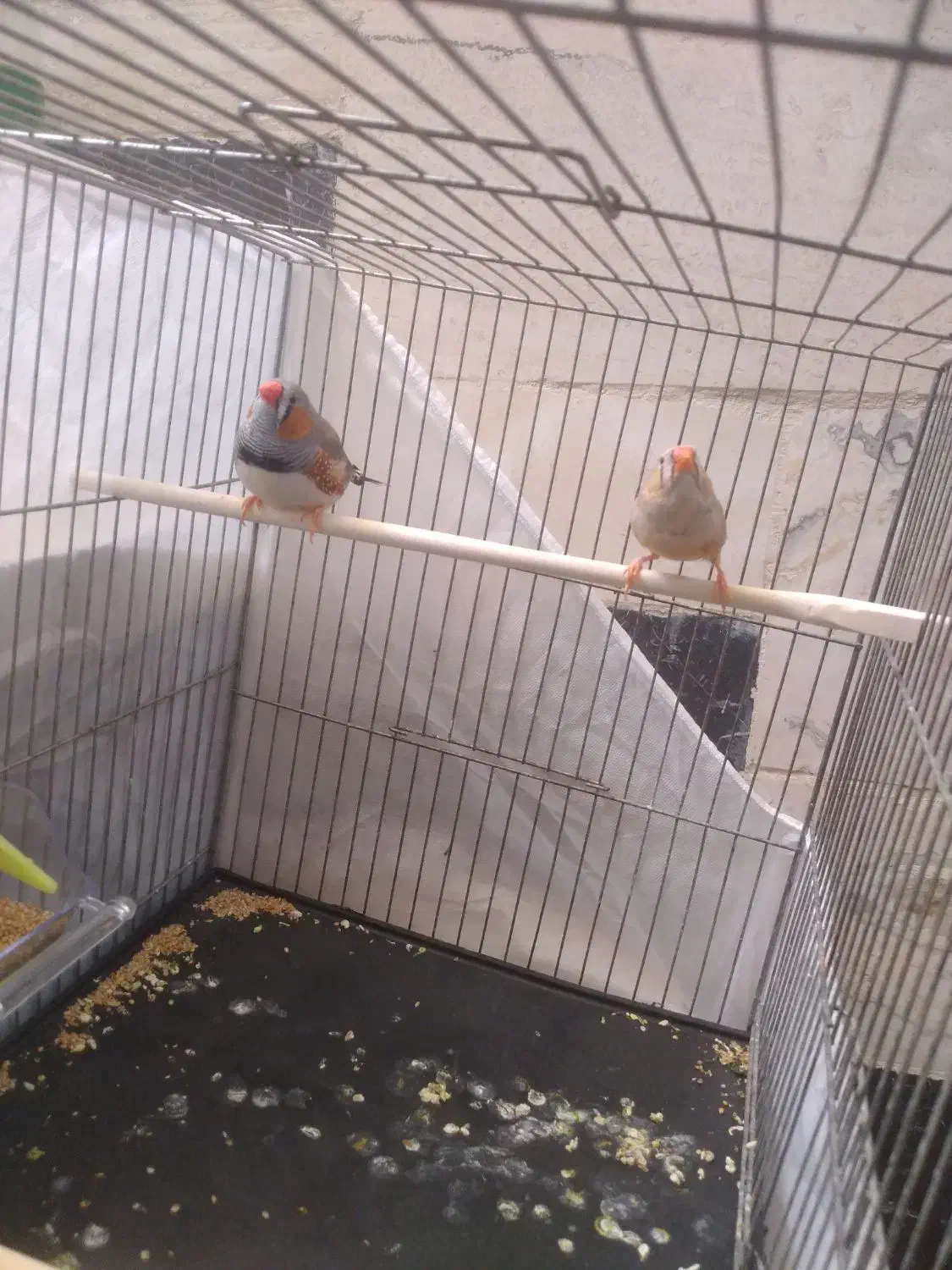 فنچ کینگ|پرنده|محلات, |دیوار