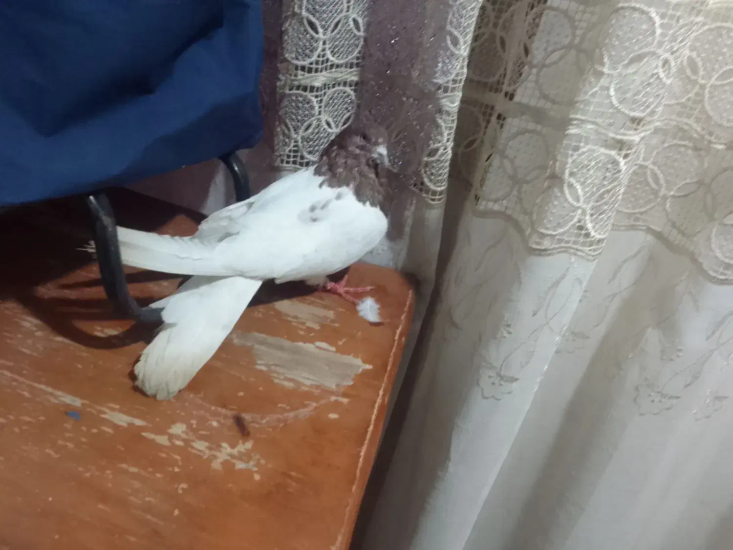 قرمزباش نر چهل سانتی|پرنده|میاندوآب, |دیوار