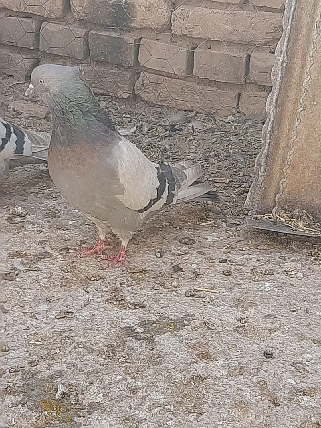 کبوتر|پرنده|بروجن, |دیوار