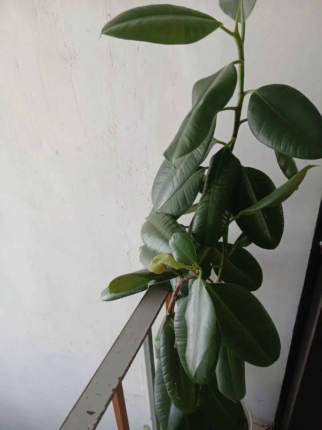 گل گوش فیلی|گل و گیاه طبیعی|کرمانشاه, |دیوار