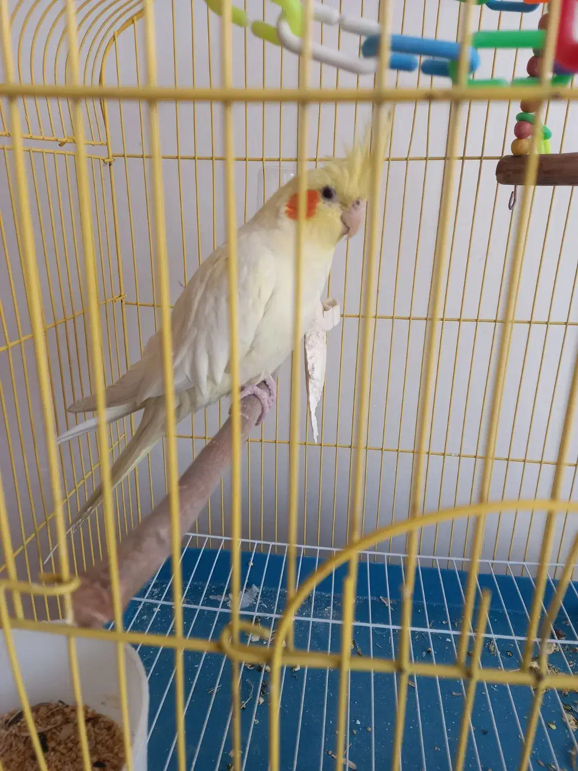 لوتینو ماده بسیار سالم و سرحال|پرنده|نجف‌آباد, ویلاشهر|دیوار