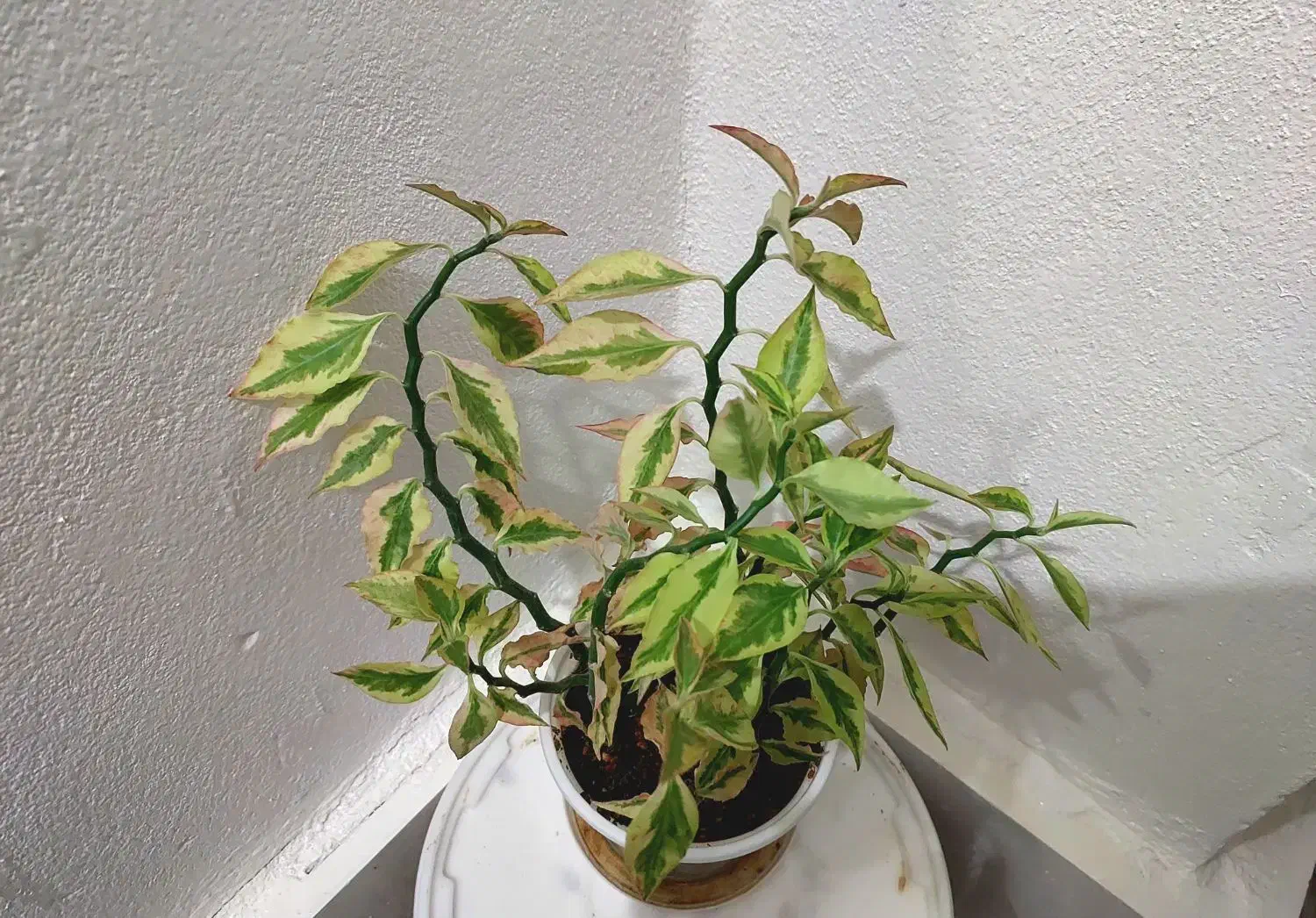 گل آپارتمانی|گل و گیاه طبیعی|سنقر, |دیوار