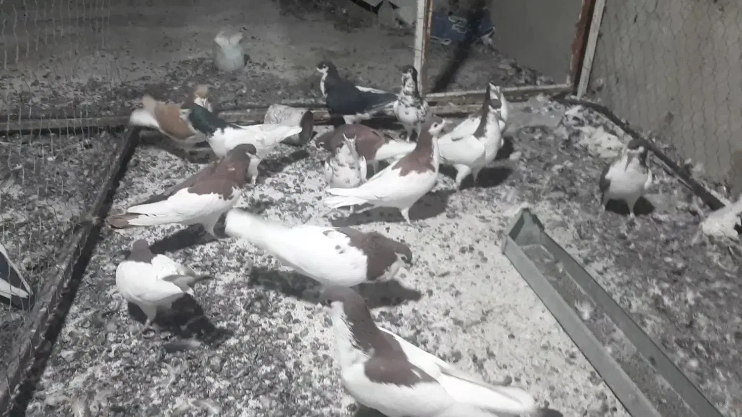 ۱۴کفترشهری پرشی|پرنده|سیمکان, |دیوار