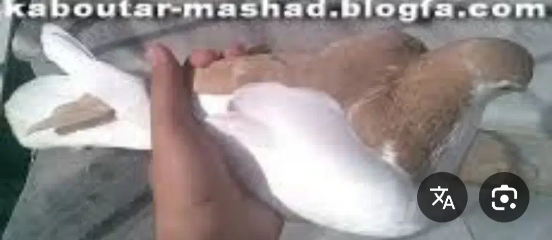 مادهچپزرد|پرنده|شوشتر, |دیوار