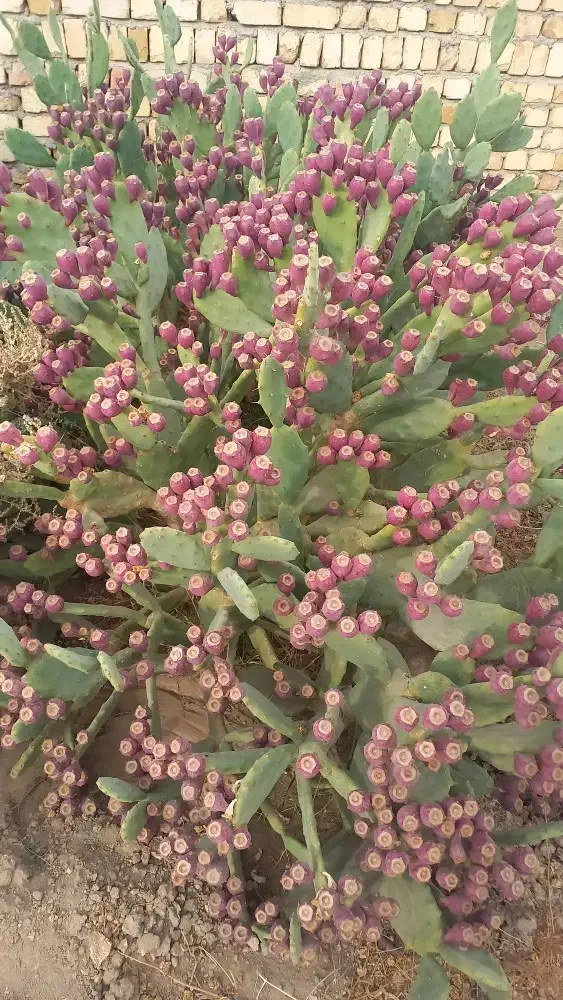 میوه کاکتوس، ارگانیک کاشان|خوردنی و آشامیدنی|کاشان, صفی آباد|دیوار