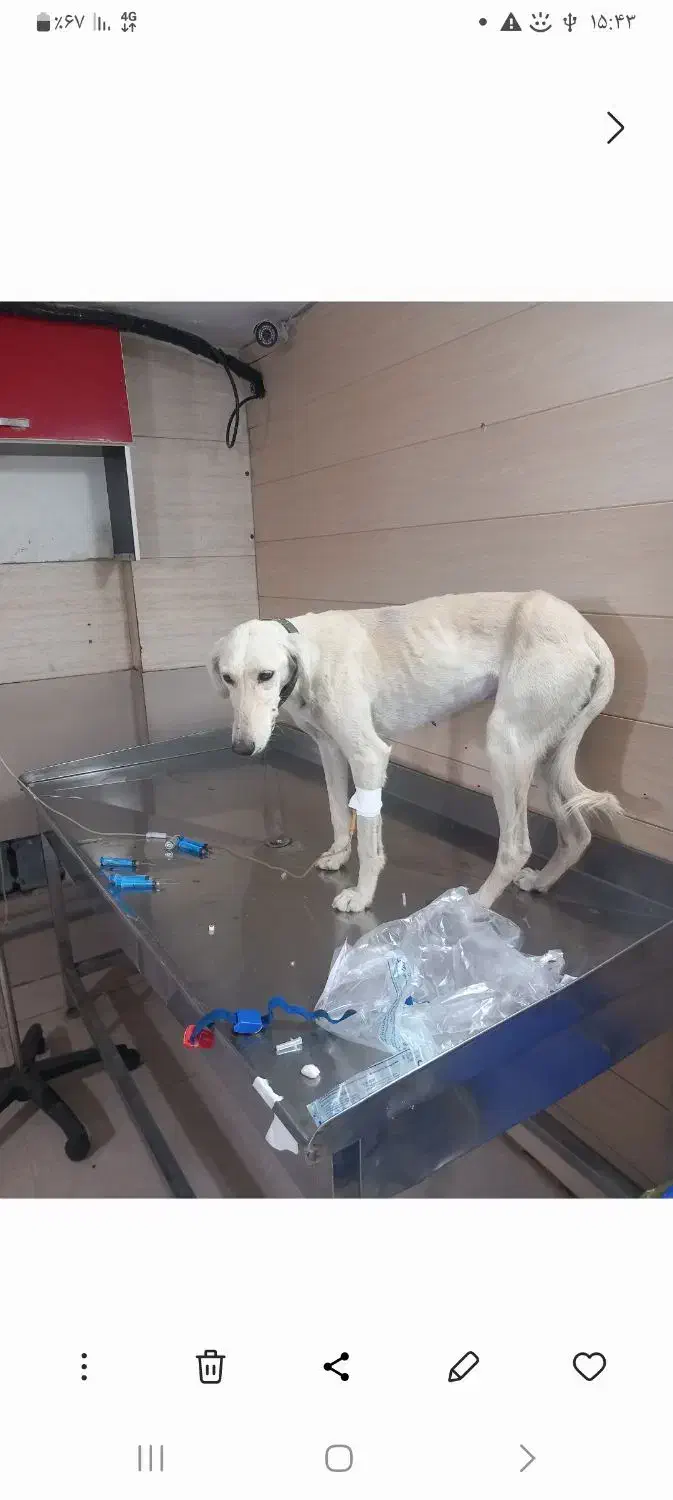 گم شده|سگ|کرج, عظیمیه|دیوار