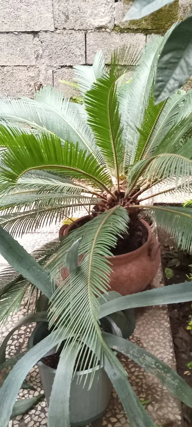 فروش درخت سیکاس|گل و گیاه طبیعی|رودسر, |دیوار