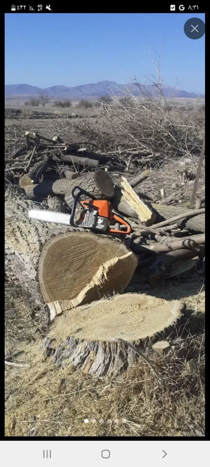 خرید چوب هیزمی باغی|خدمات باغبانی و درختکاری|تالش, هشتپر|دیوار