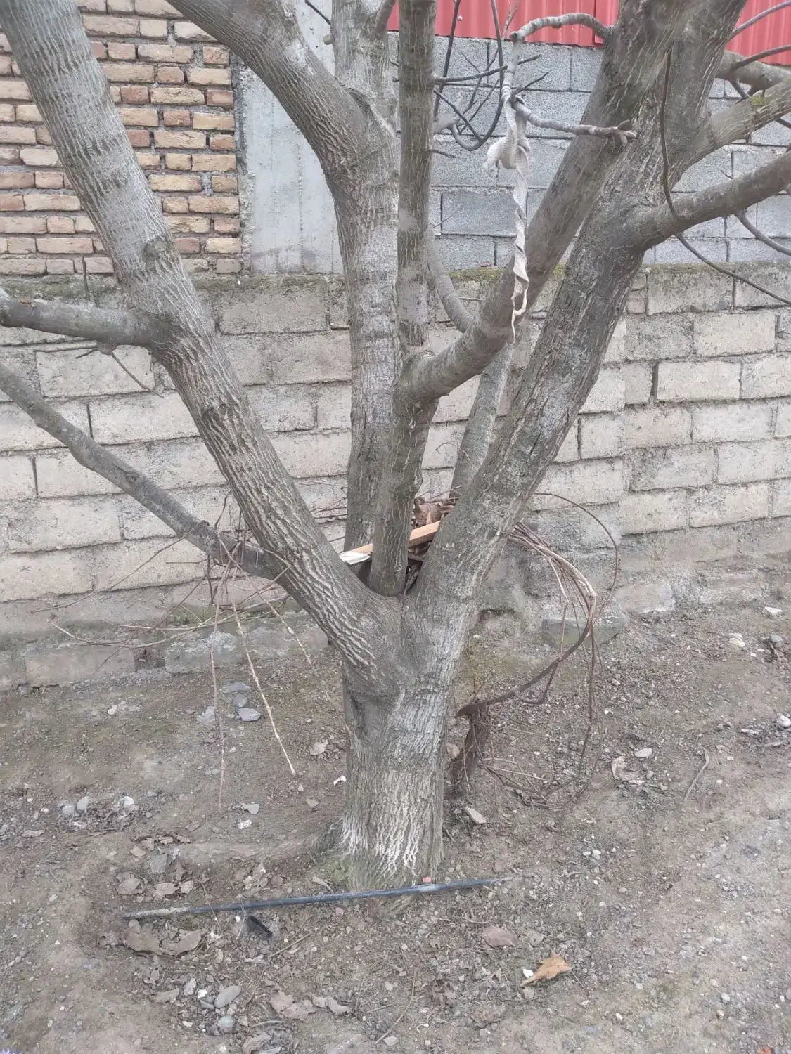 تعداد10عدد درخت گردو|گل و گیاه طبیعی|گرمادوز, |دیوار