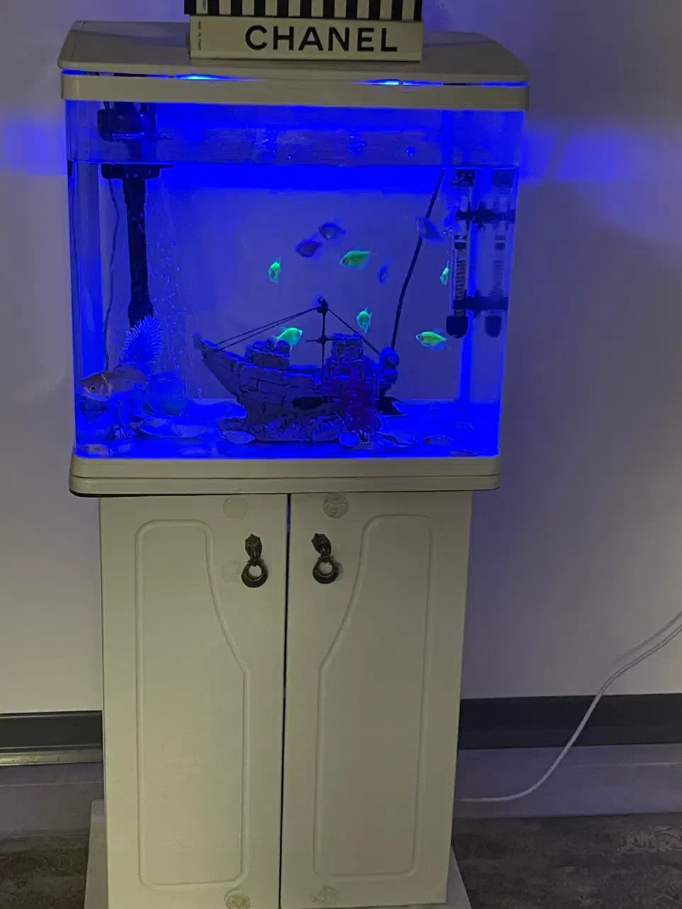 فروش اکواریوم و ماهی|ماهی|نیشابور, دارایی|دیوار