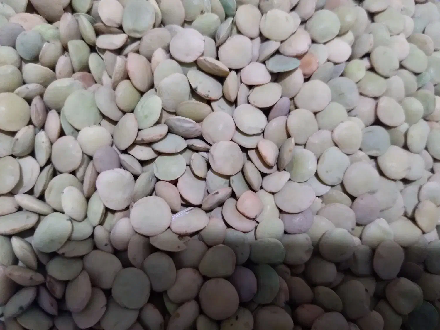 عدس محلی پلویی|خوردنی و آشامیدنی|هشتگرد, هشتگرد قدیم|دیوار