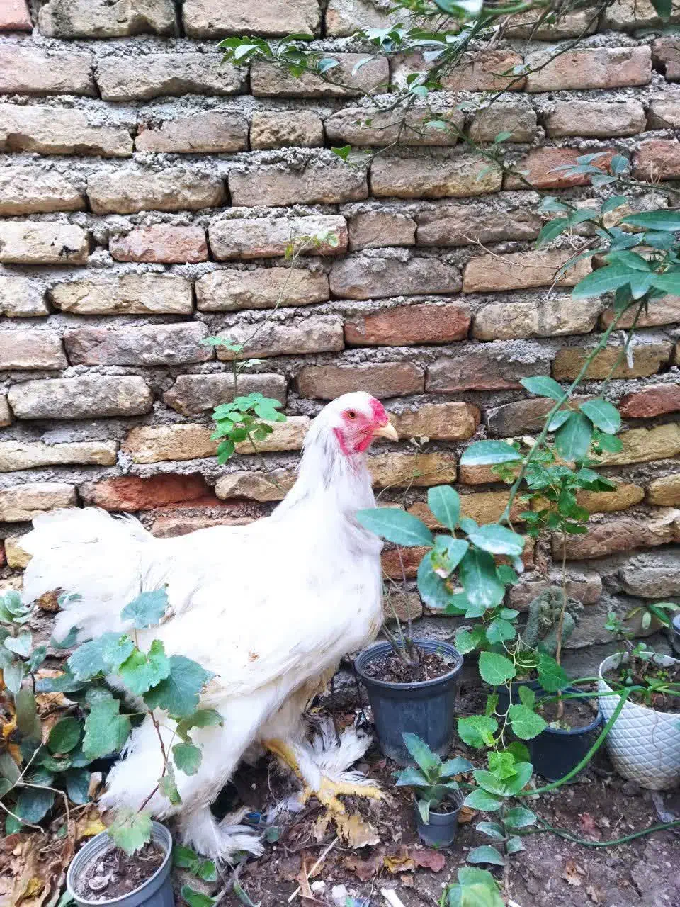 خروس و مرغ برهما اصل|حیوانات مزرعه|گنبد کاووس, |دیوار