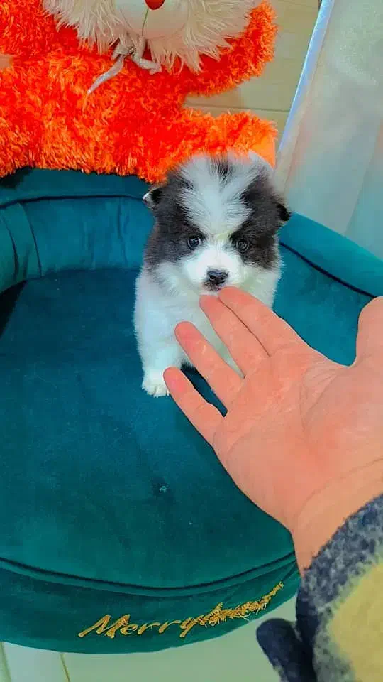 پامر روباهی عروسکی|سگ|رشت, دیانتی|دیوار