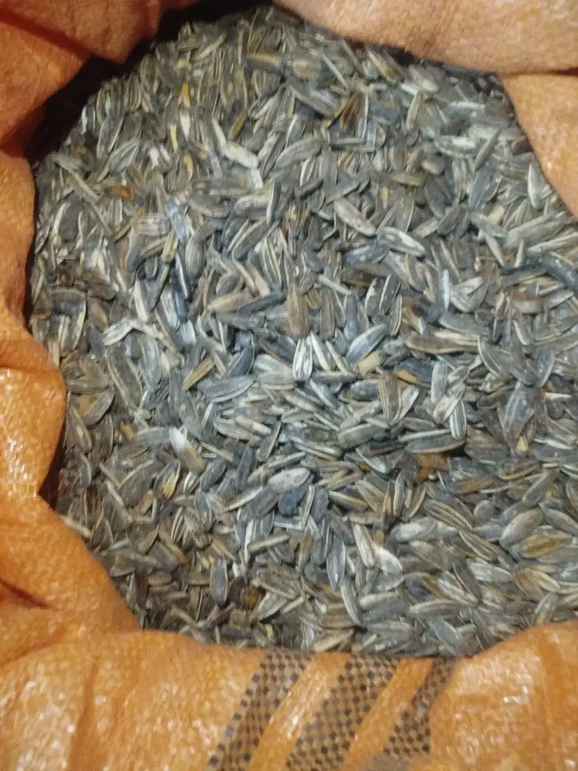 تخمه سنقری|خوردنی و آشامیدنی|شیرینسو, |دیوار