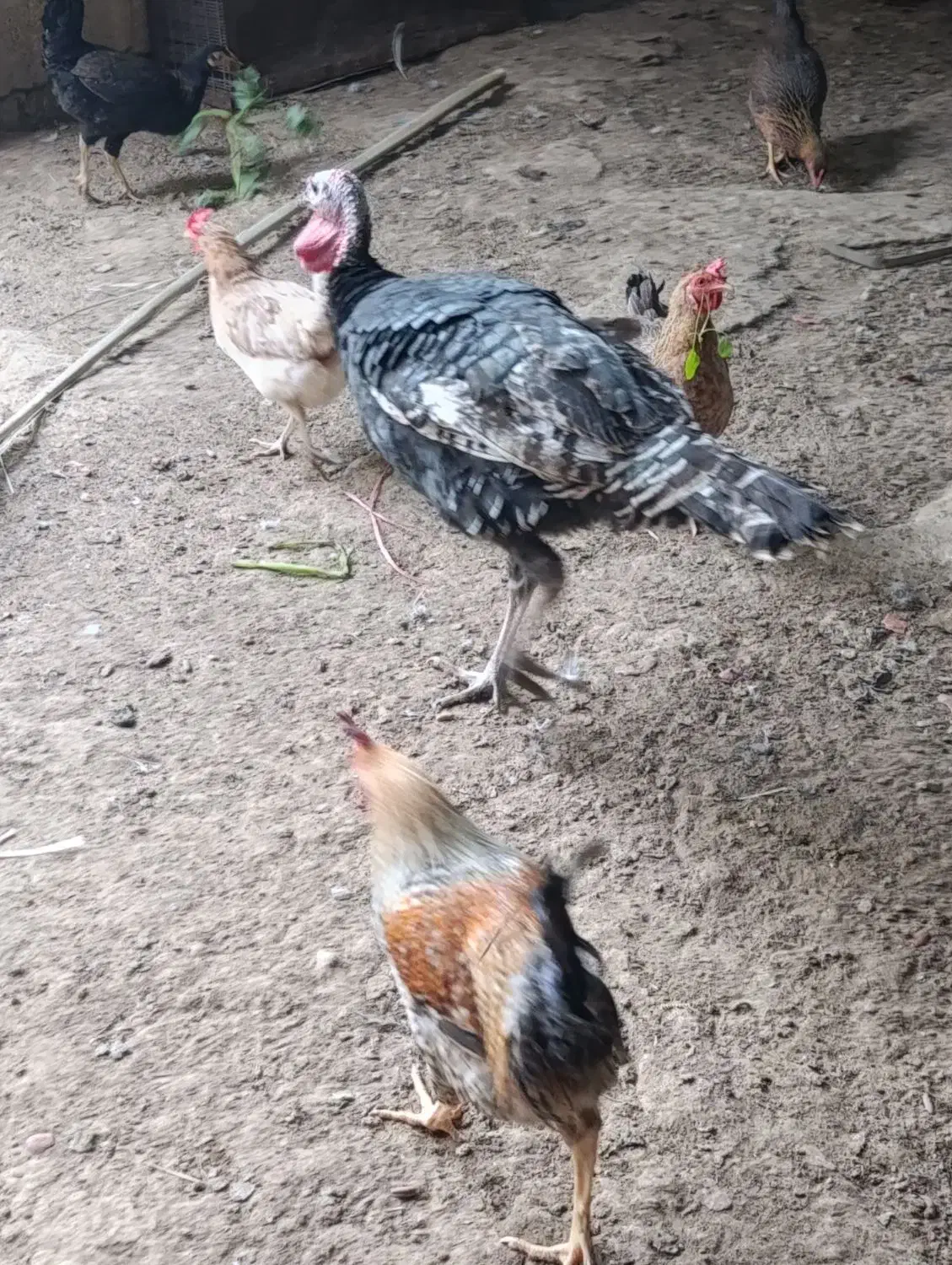 بوقلمون|حیوانات مزرعه|امیدیه, |دیوار