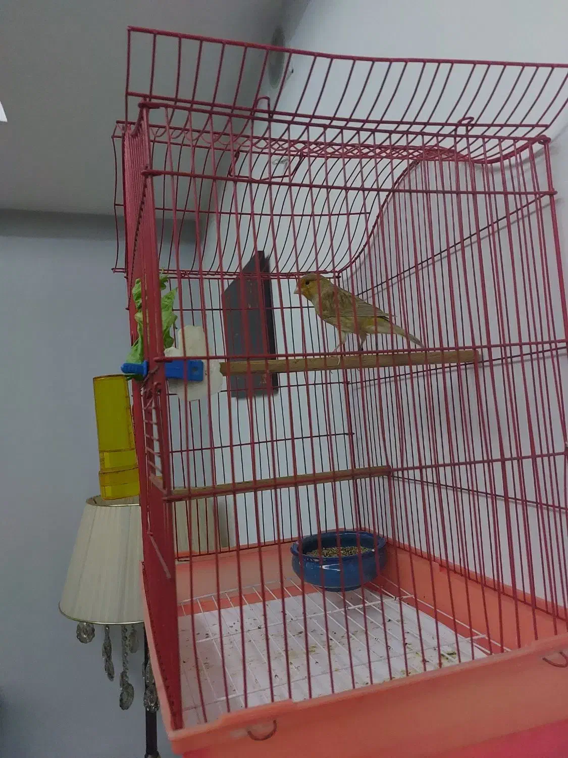 قناری نر دارچینی|پرنده|هشتگرد, شهرک بعثت|دیوار