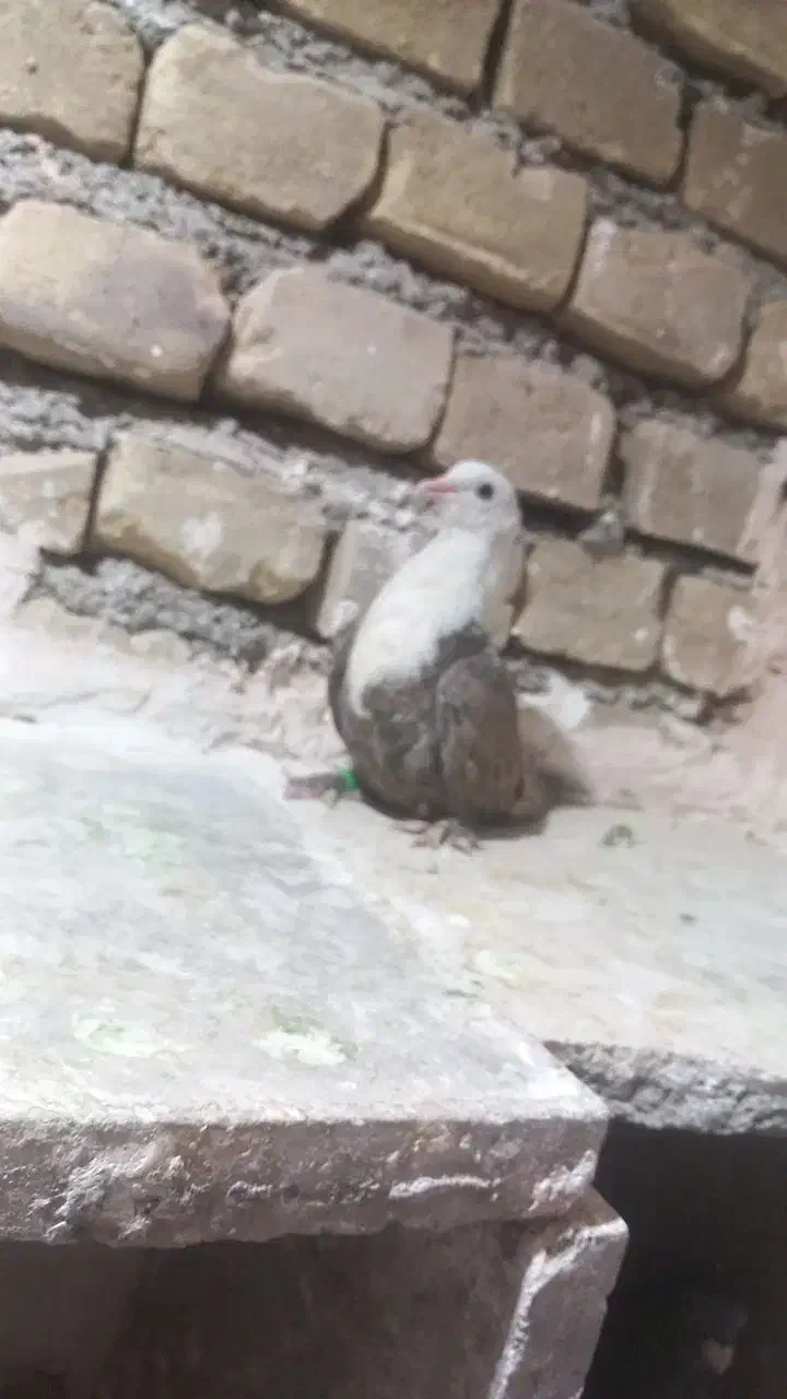 حیون گرفتنی|پرنده|سبزوار, شهرک جهاد|دیوار