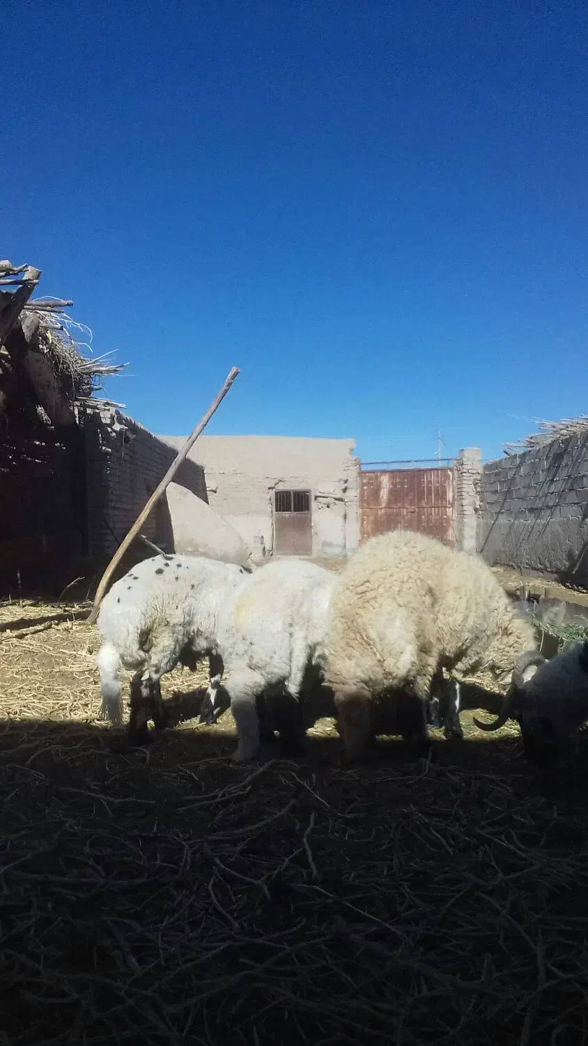 بره نر چاق محلی|حیوانات مزرعه|کشکوئیه, |دیوار